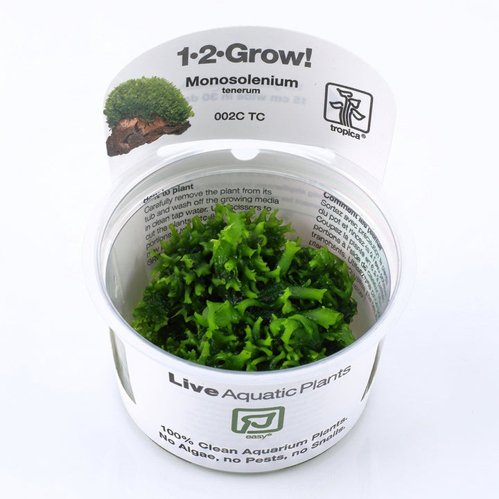 Monosolenium tenerum, zartes Lebermoos - 1-2-Grow! / in Vitro von Finn &amp; Reef