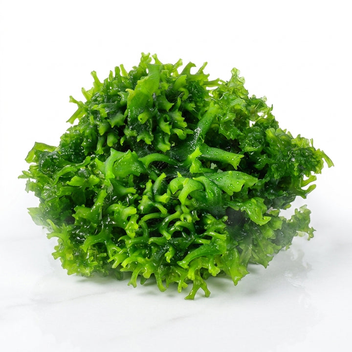 Monosolenium tenerum, zartes Lebermoos - 1-2-Grow! / in Vitro von Finn &amp; Reef