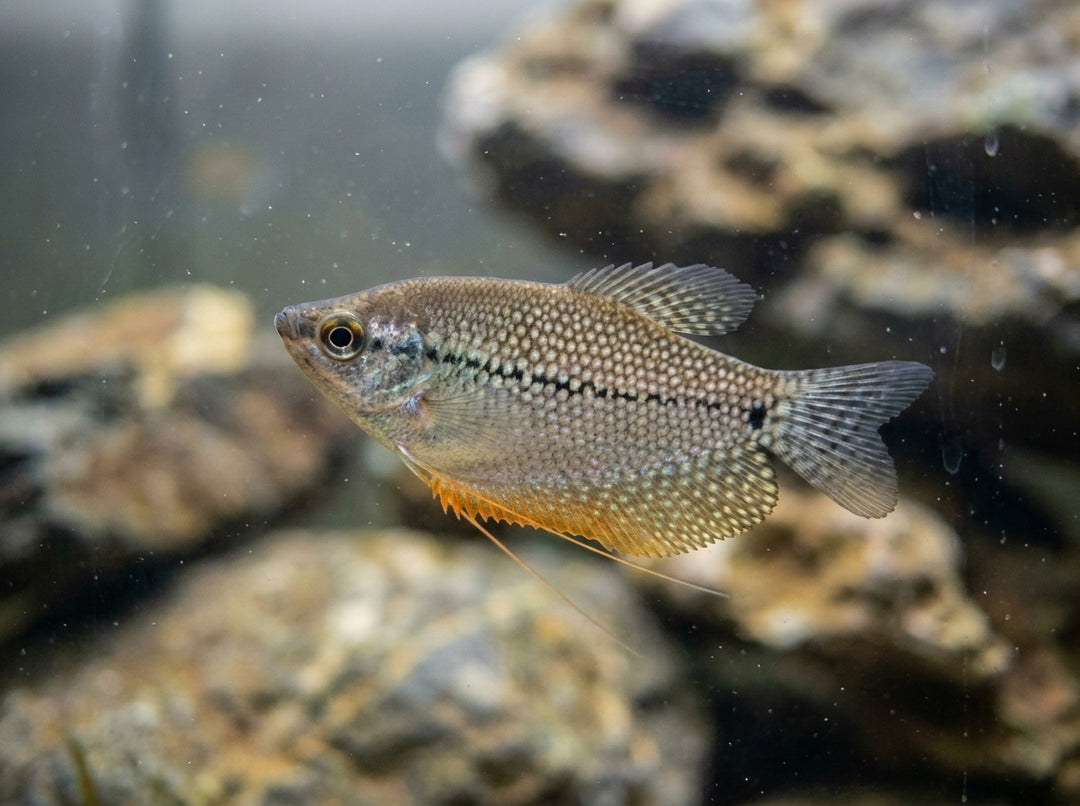 Mosaikfadenfisch (Trichopodus leerii) von Finn &amp; Reef