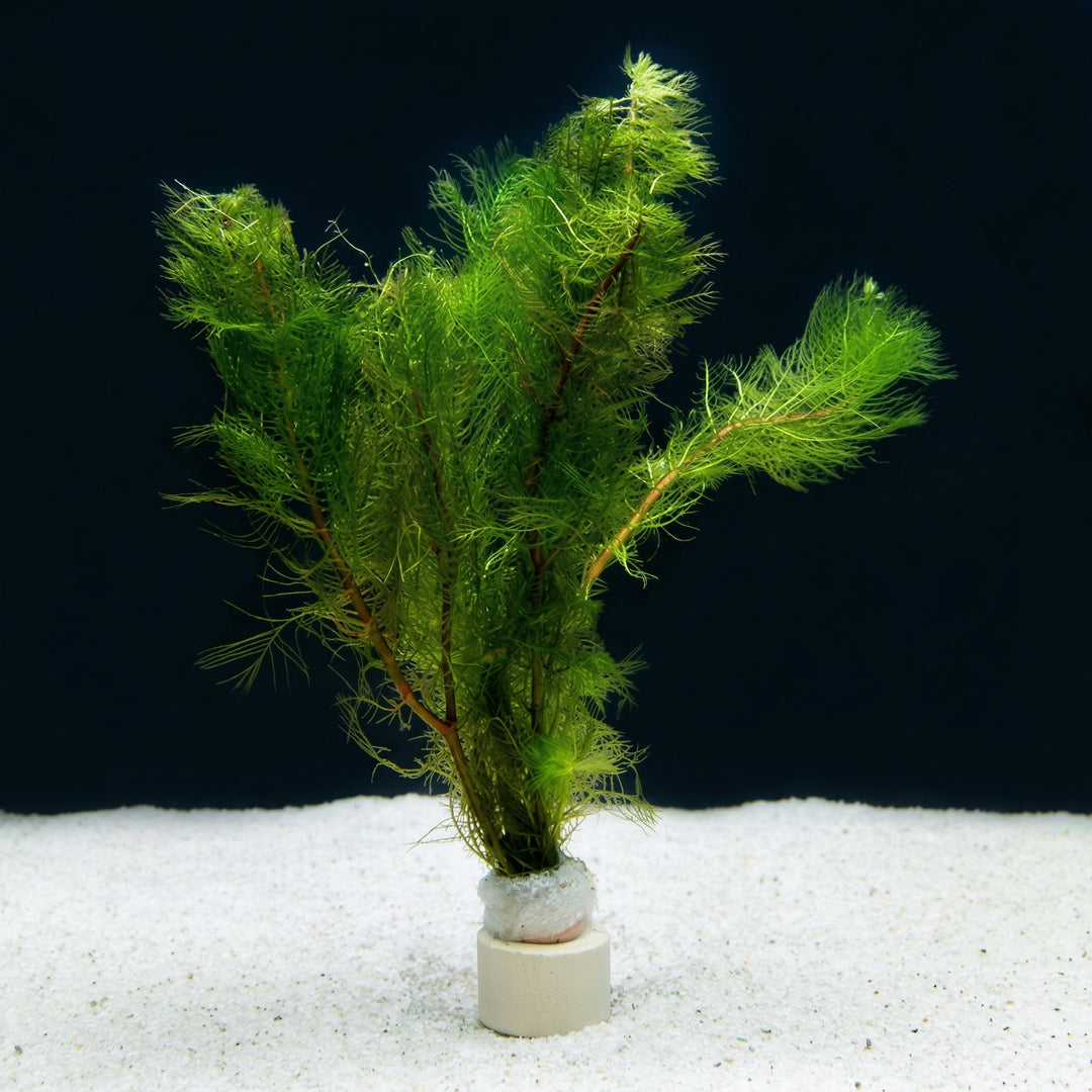 Myriophyllum tetrandrum, Kleinblättrige Tausendblattpflanze – im Töpfchen von Finn &amp; Reef