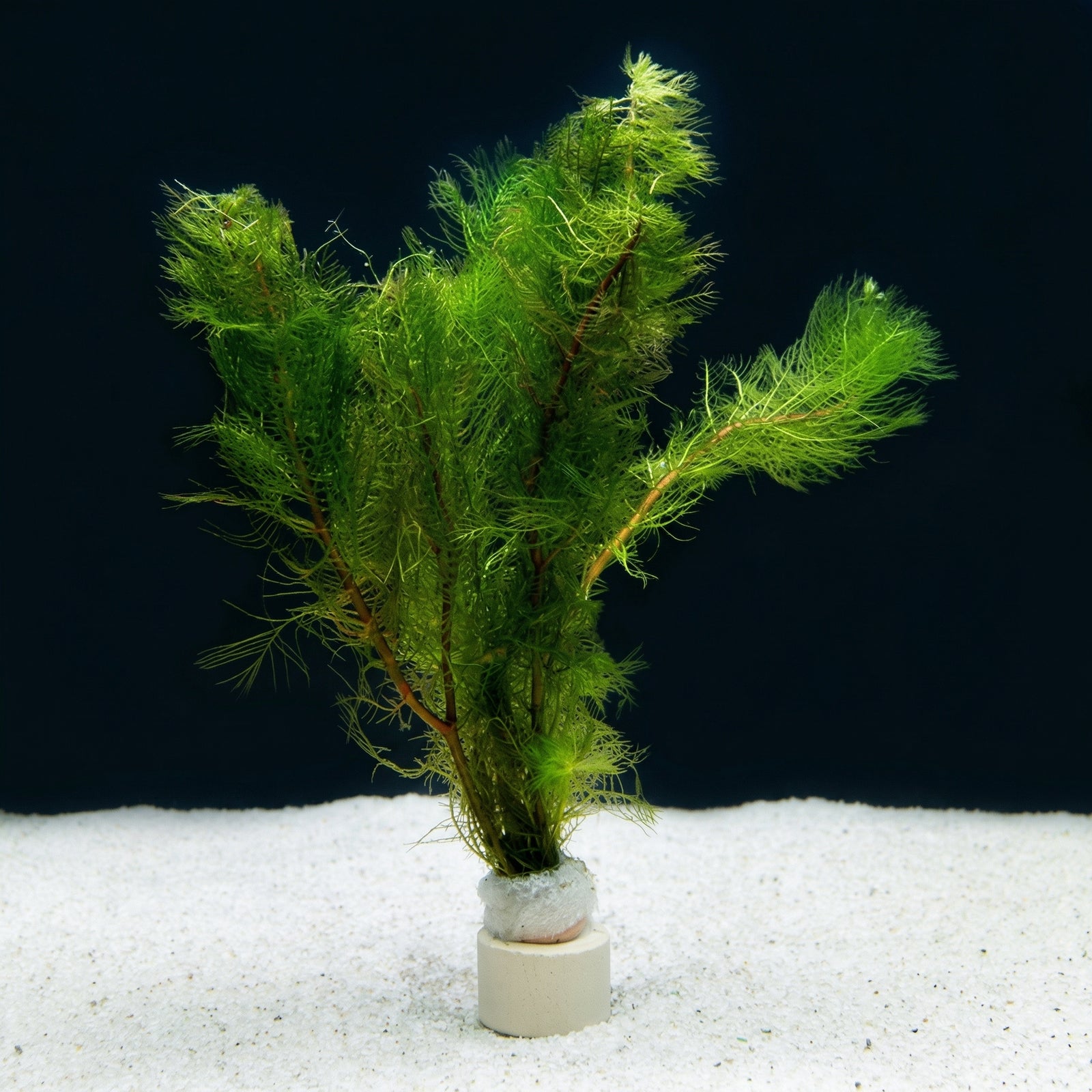Myriophyllum tetrandrum, Kleinblättrige Tausendblattpflanze – im Töpfchen von Finn & Reef