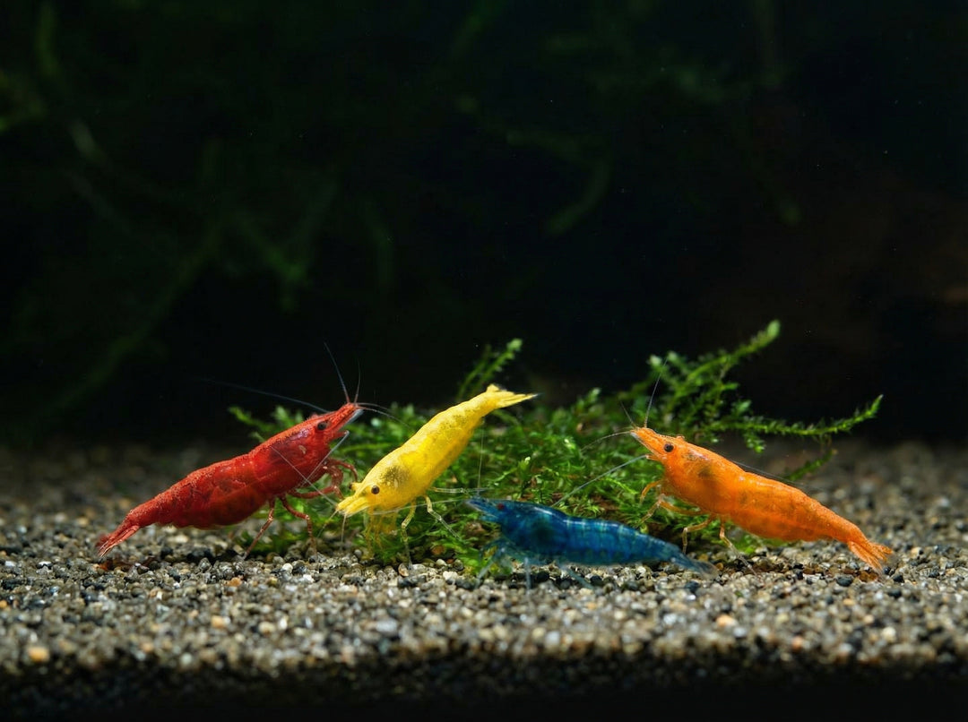 Neocaridina Anfänger-Garnelen Farbmix (Neocaridina davidi) von Finn &amp; Reef