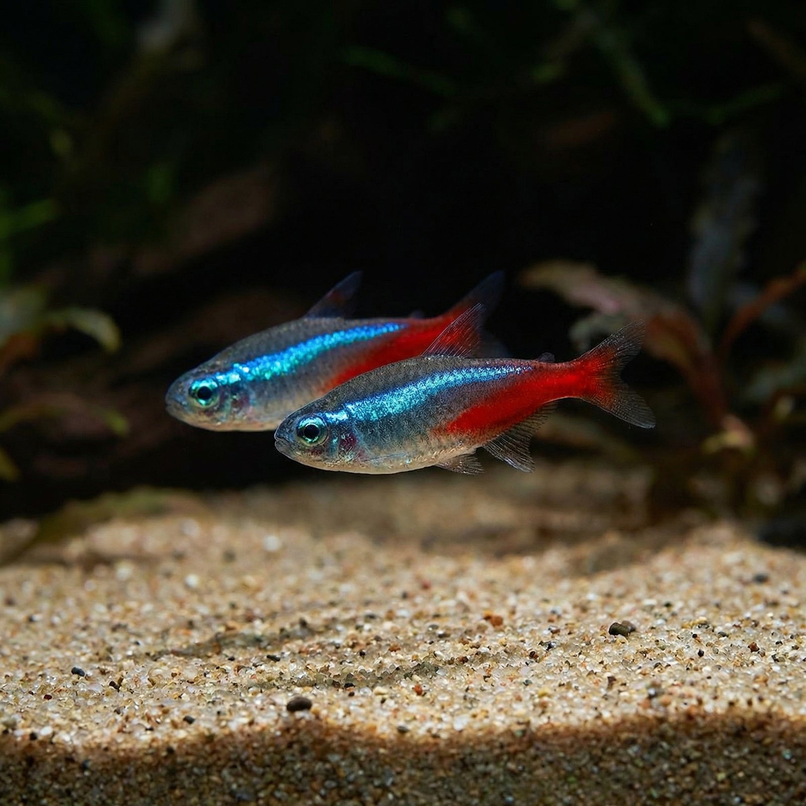 Neonsalmler (Paracheirodon innesi) von Finn & Reef