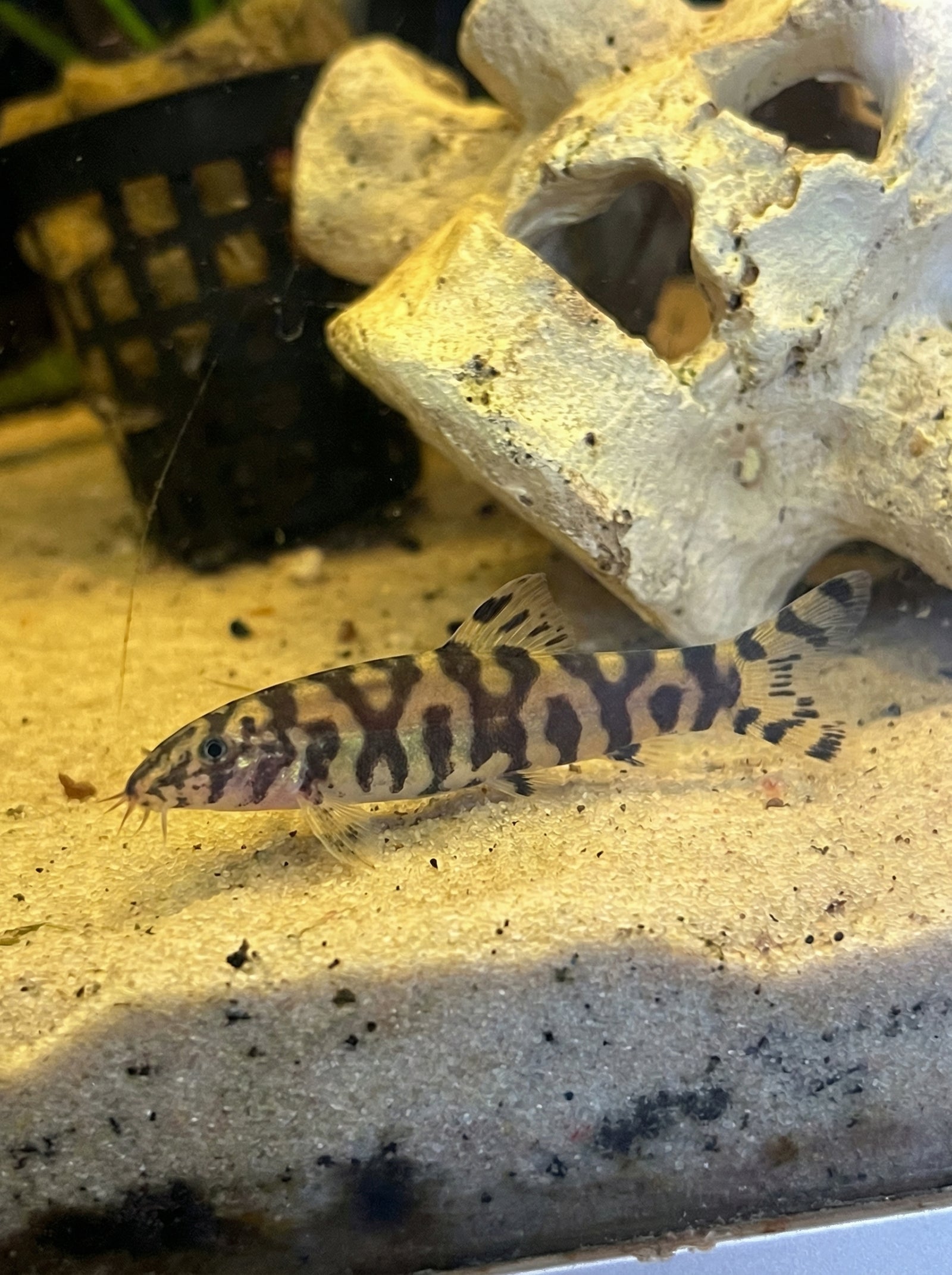 Netzschmerle (Botia almorhae) von Finn & Reef