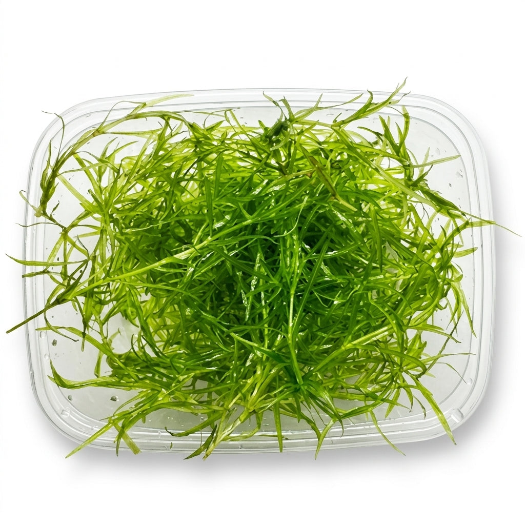 Nixkraut / Najas guadalupensis von Finn &amp; Reef