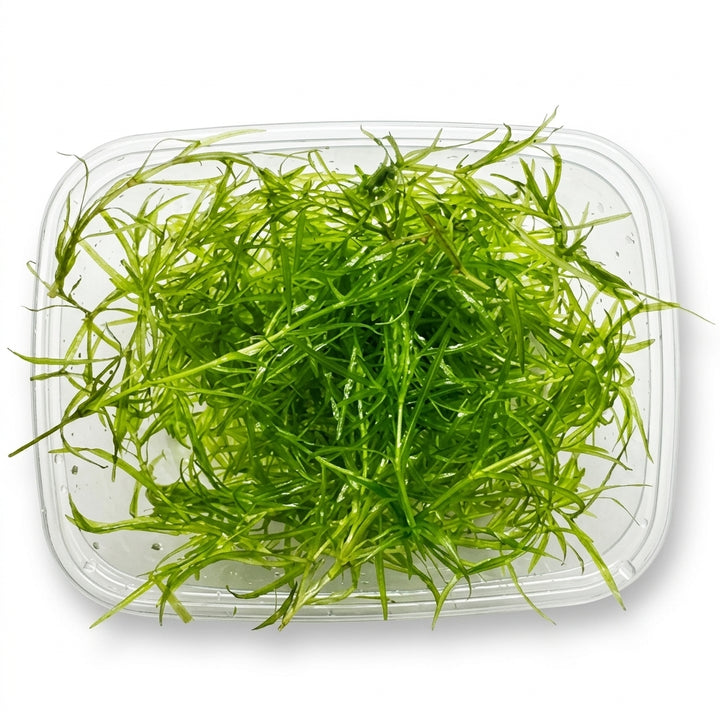 Nixkraut / Najas guadalupensis von Finn &amp; Reef