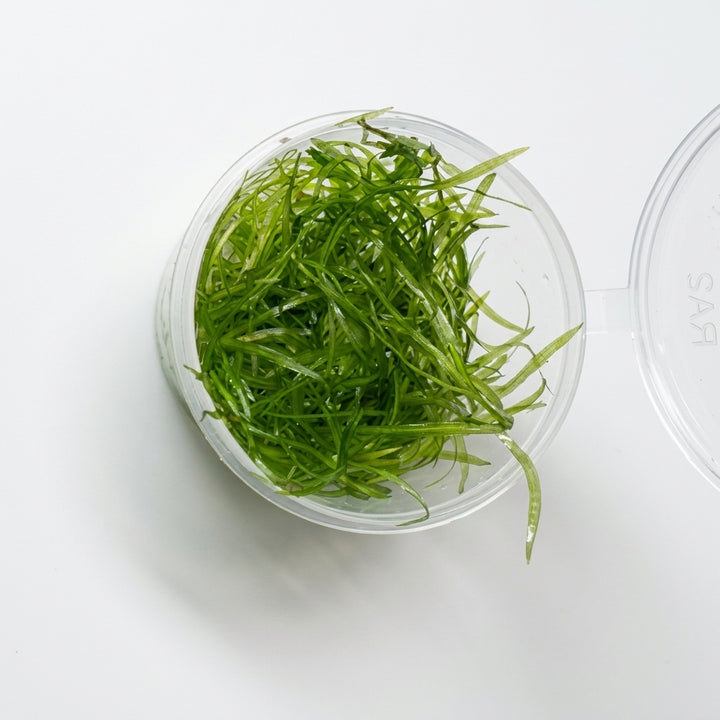 Nixkraut / Najas guadalupensis von Finn &amp; Reef