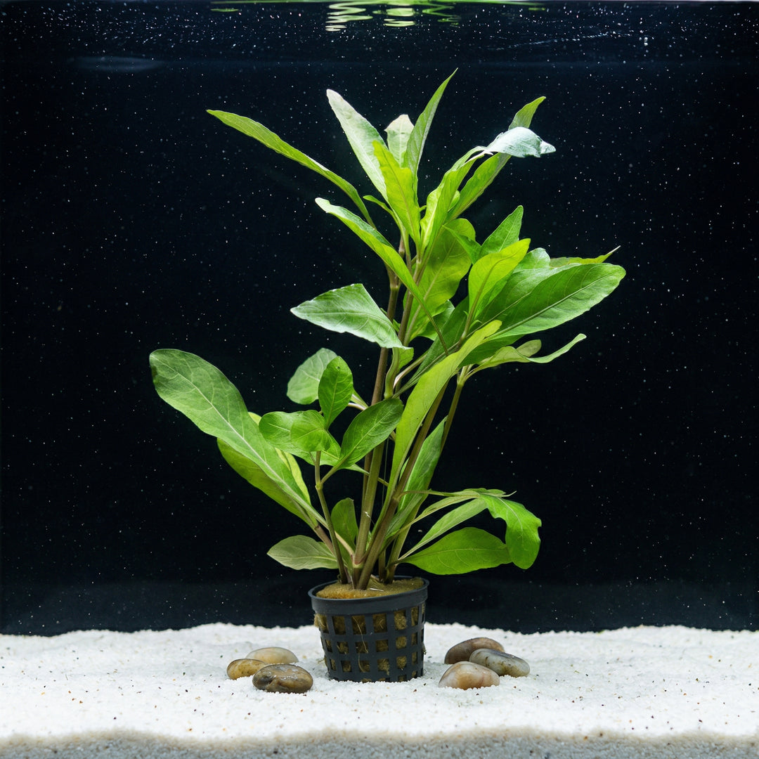 Nomaphila stricta, Indischer Wasserfreund – im Töpfchen von Finn &amp; Reef
