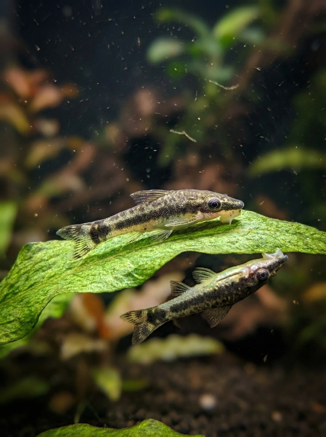 Ohrgitterharnischwels (Otocinclus affinis) von Finn &amp; Reef