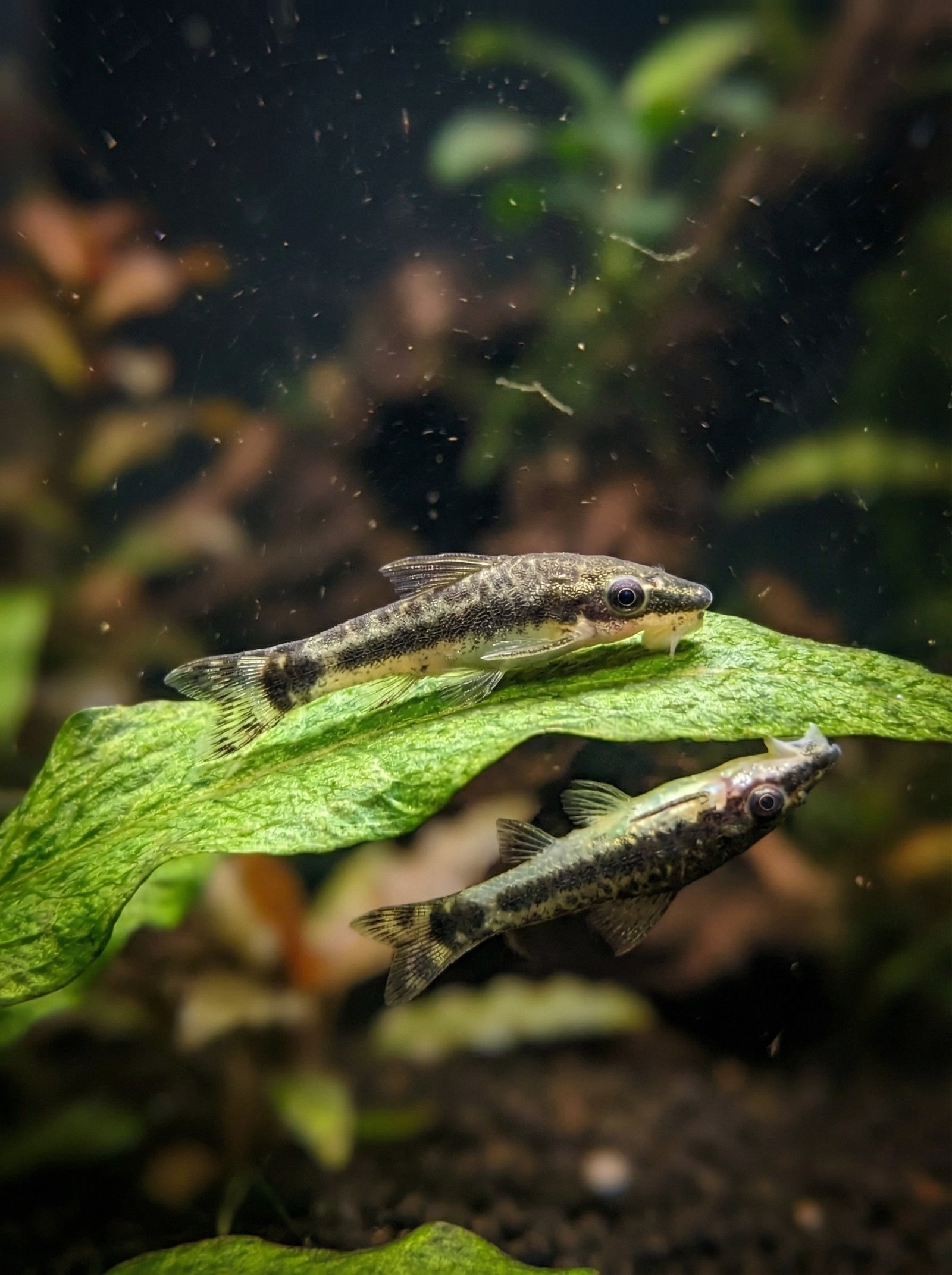 Ohrgitterharnischwels (Otocinclus affinis) von Finn & Reef
