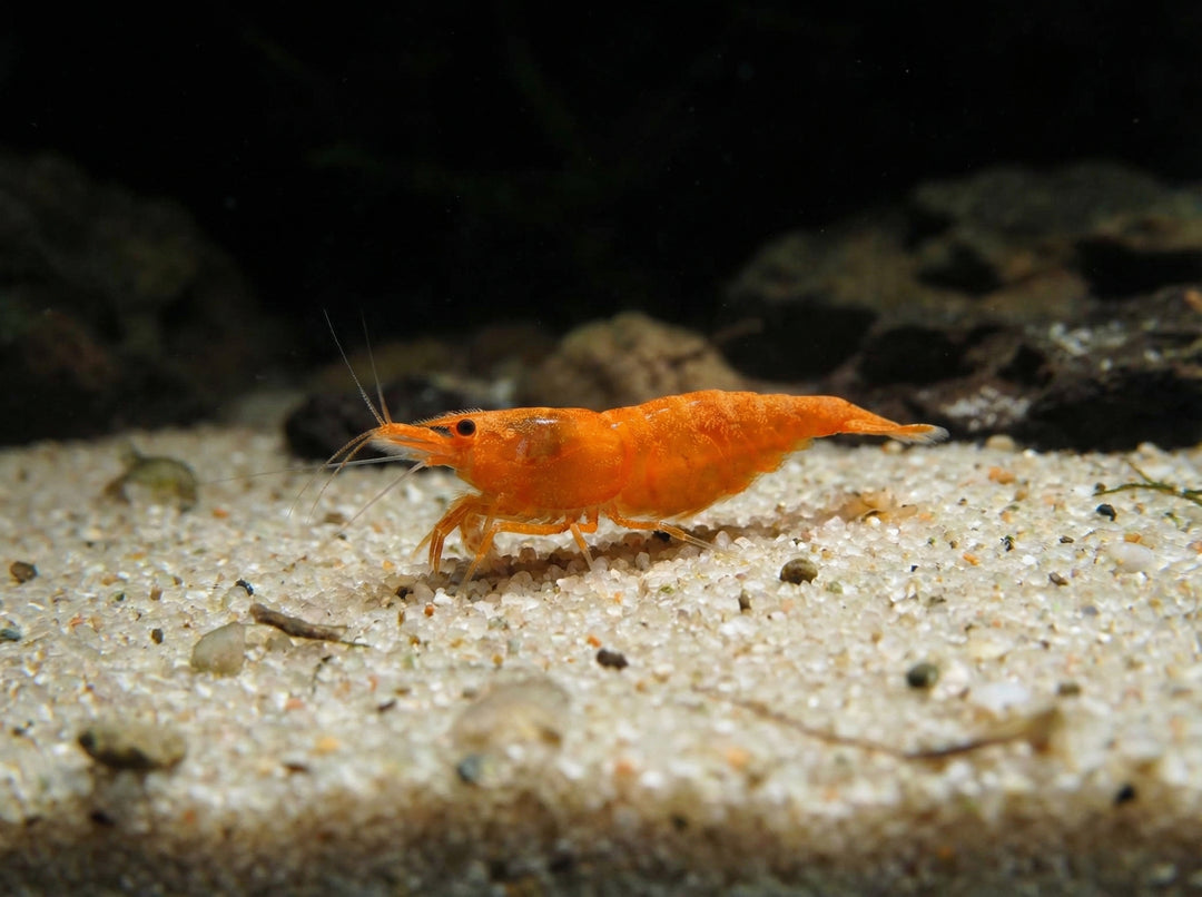 Orange Fire Garnele - Neocaridina davidi (DNZ) von Finn &amp; Reef
