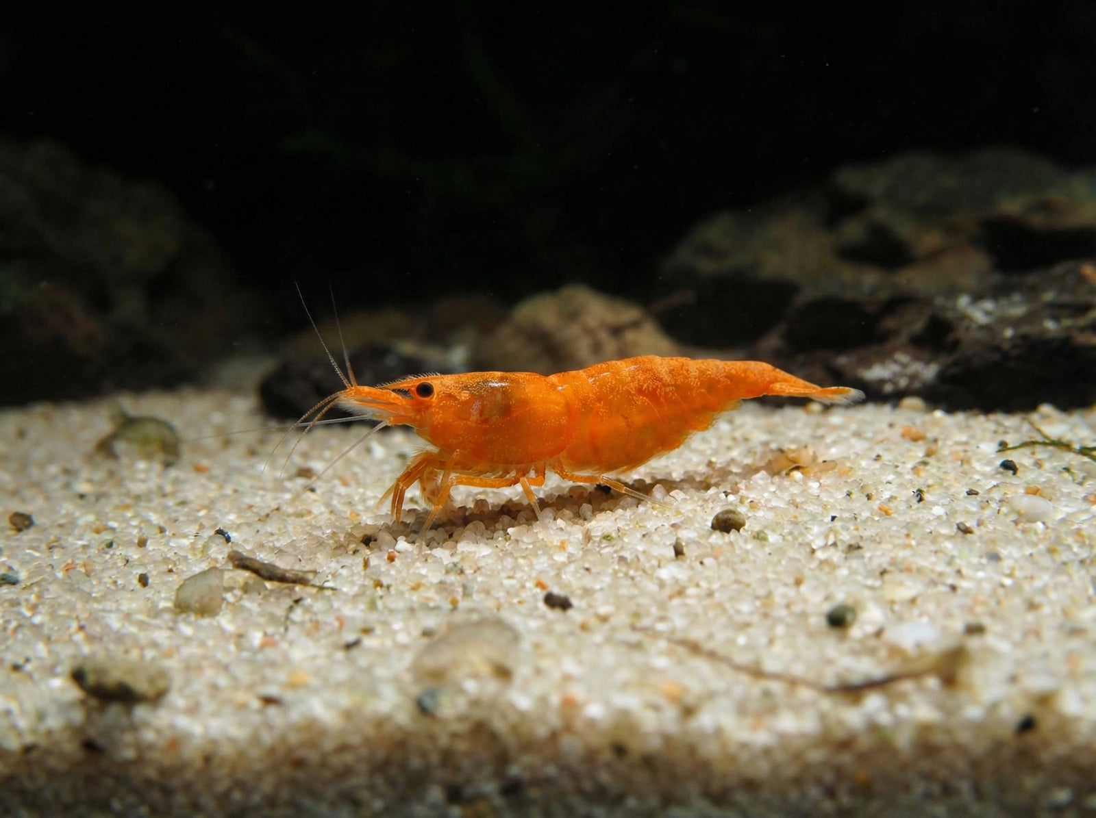 Orange Fire Garnele - Neocaridina davidi (DNZ) von Finn & Reef