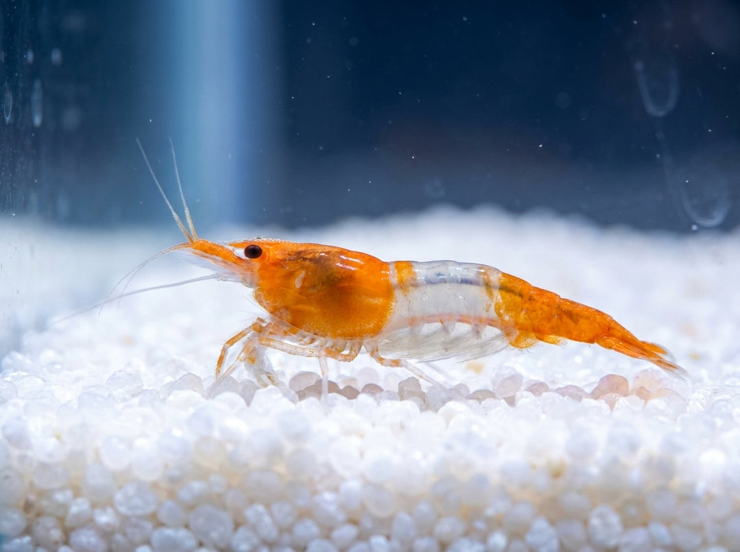 Orange Rili Garnele (Neocaridina davidi) von Finn &amp; Reef