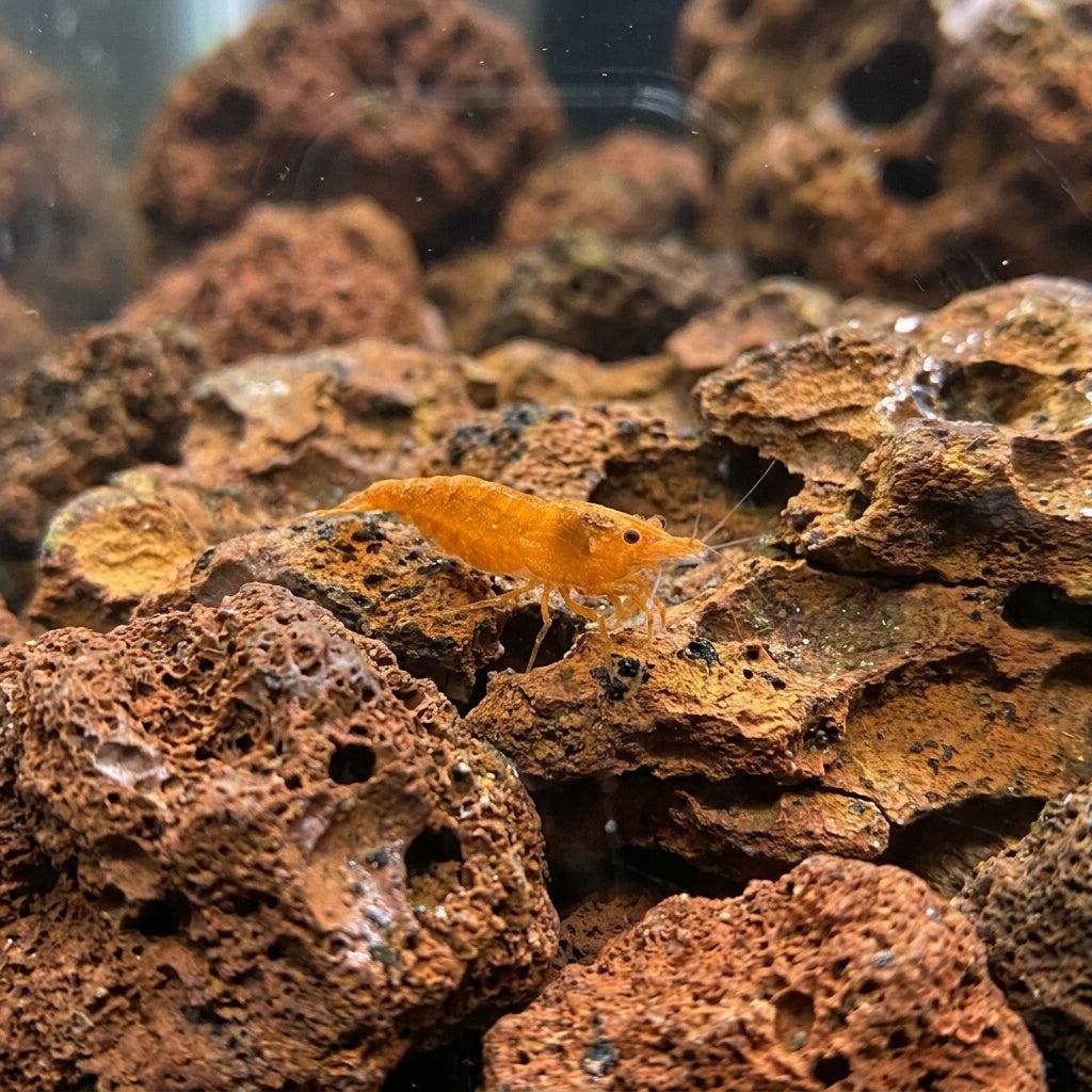 Orange Sakura Garnele – Neocaridina davidi (DNZ) von Finn & Reef