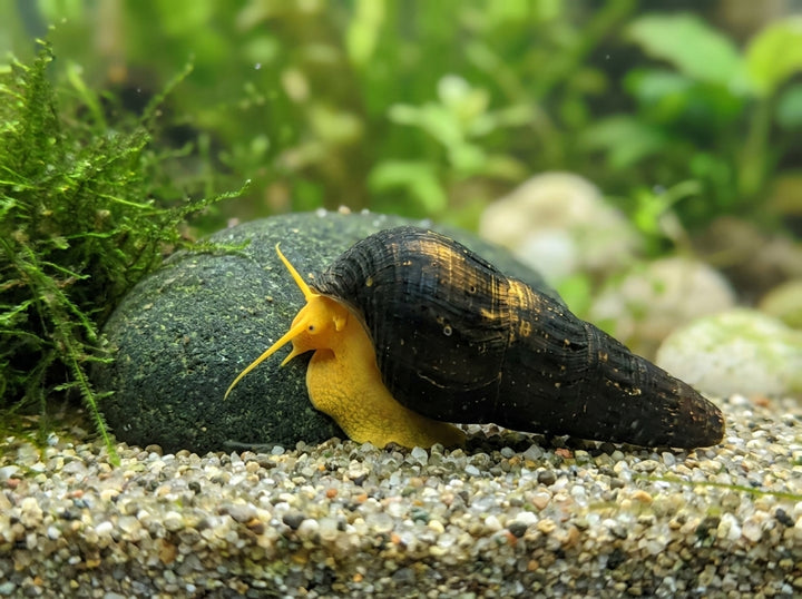 Orangene Felsenschnecke (Tylomelania sp.) von Finn &amp; Reef