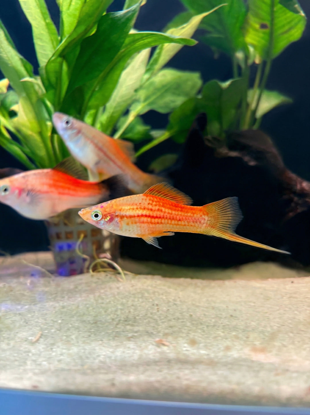 Oranger Schwertträger (Xiphophorus hellerii) von Finn &amp; Reef