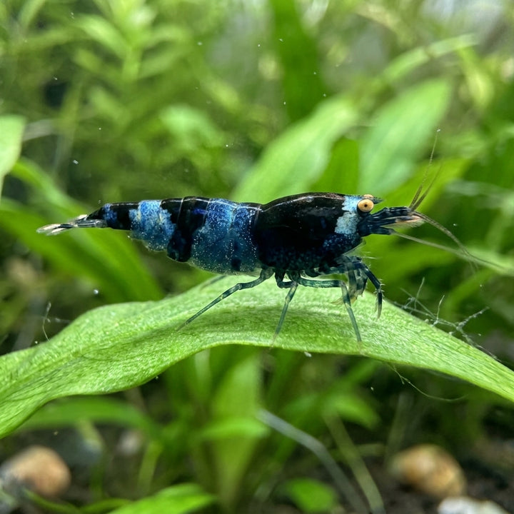 Panda OE / Orange Eyes Garnele (Caridina sp.) von Finn &amp; Reef