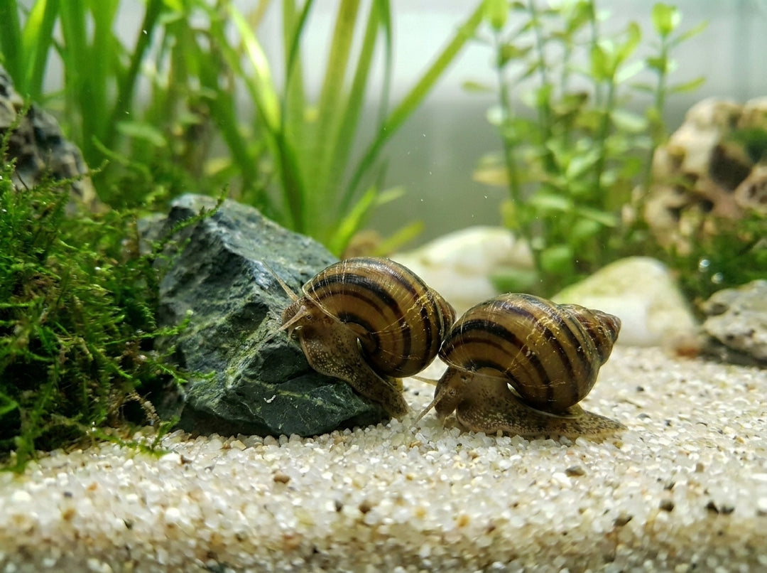 Pianoschnecke (Taia naticoides) von Finn &amp; Reef