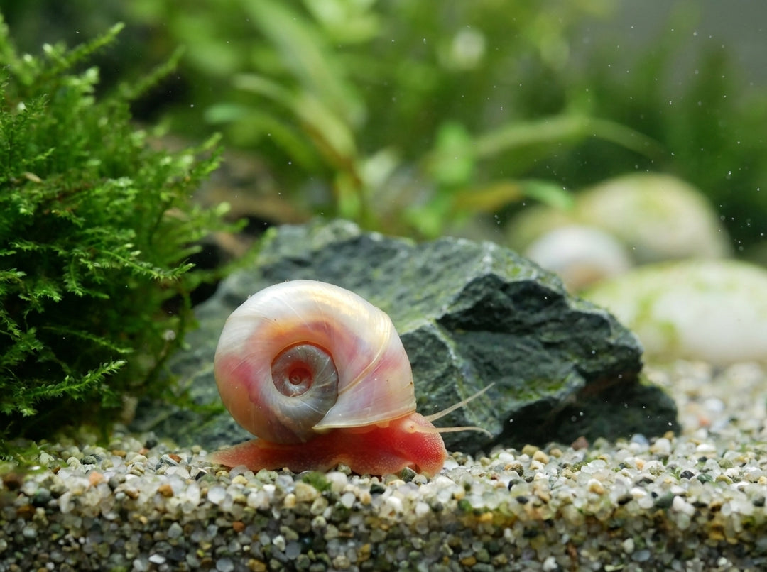 Pinke Posthornschnecke - Planorbella duryi (DNZ) von Finn &amp; Reef