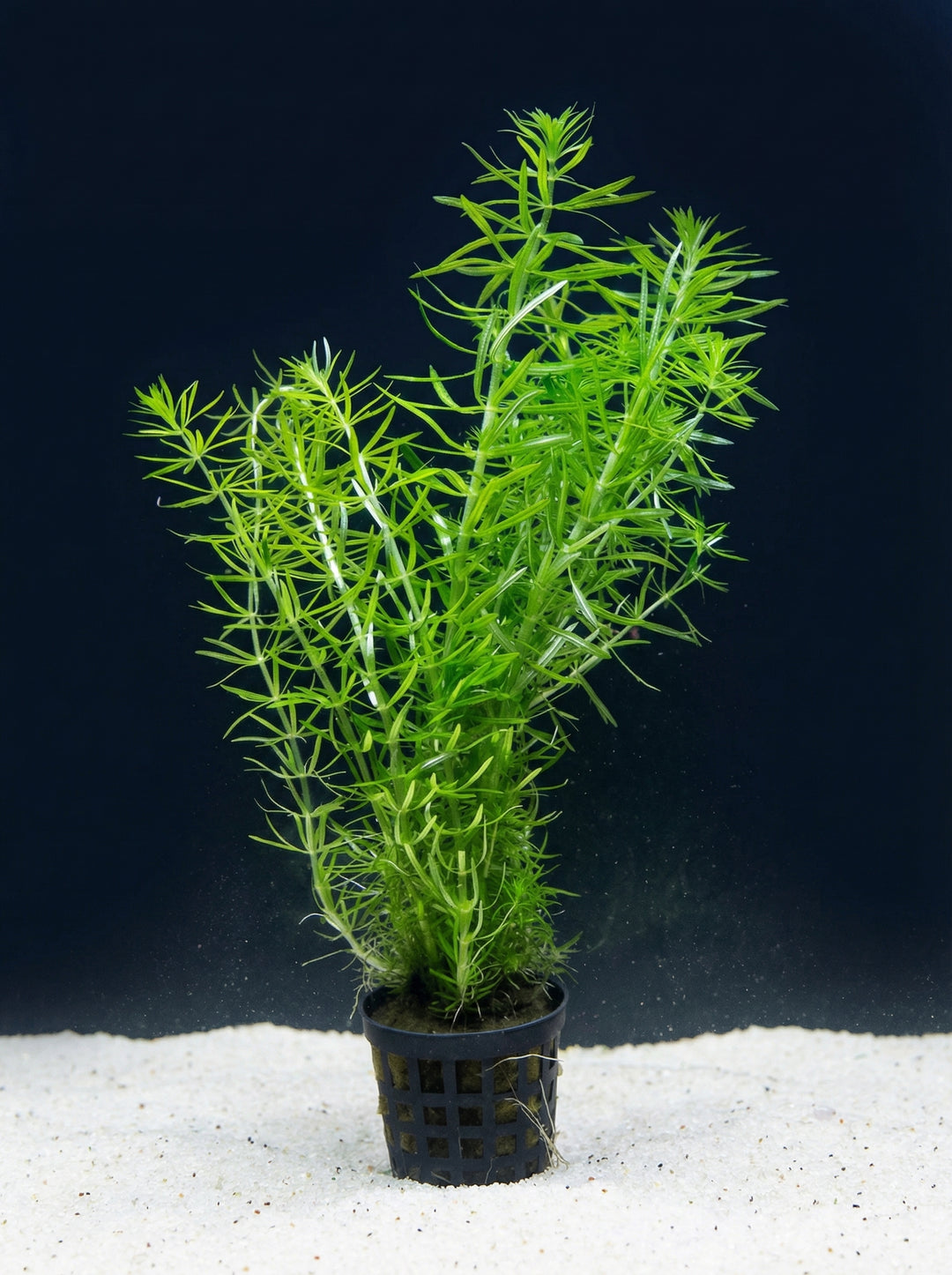 Pogostemon erectus, Indisches Nadelkraut – im Töpfchen von Finn &amp; Reef