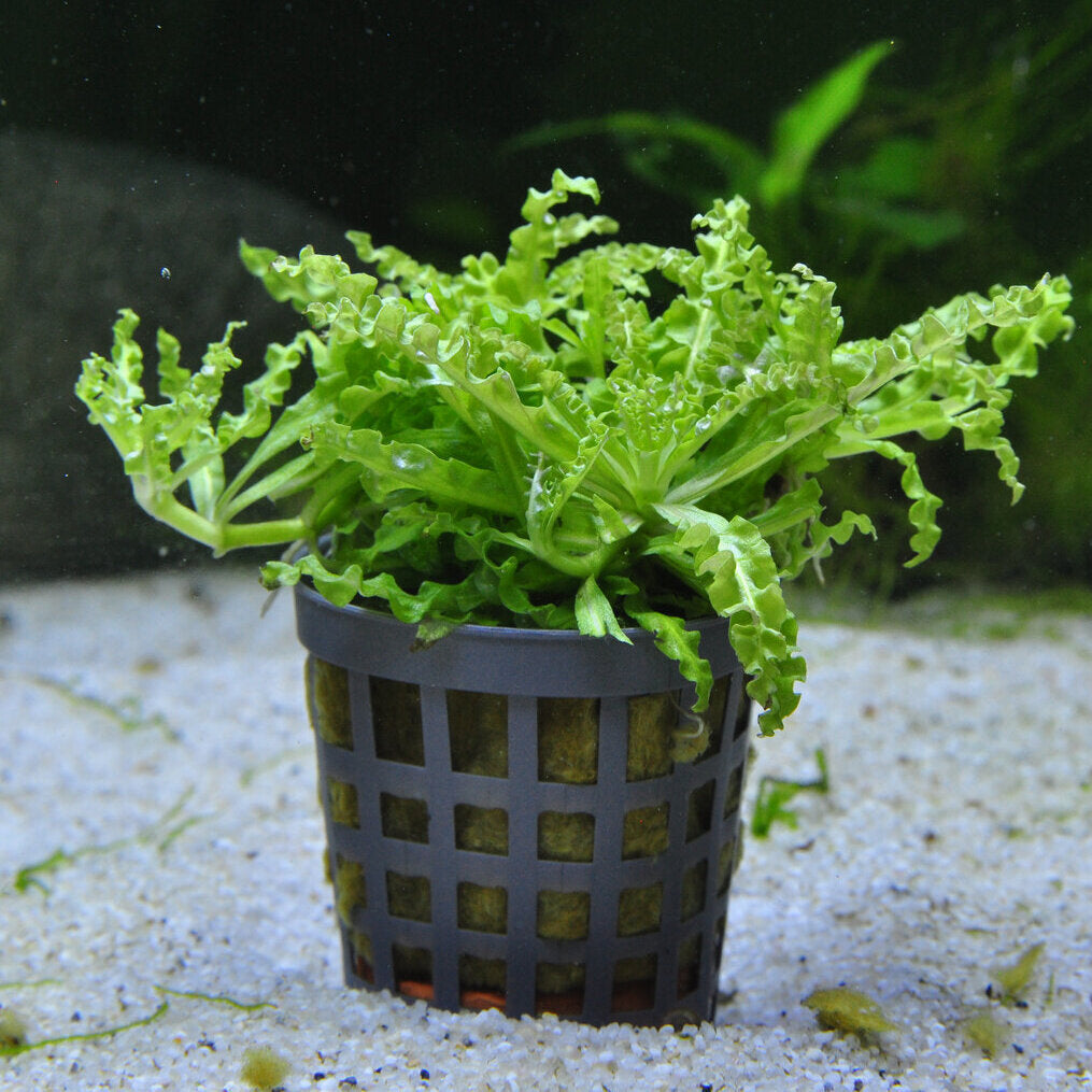 Pogostemon helferi, Kleiner Wasserstern - im Töpfchen von Finn &amp; Reef