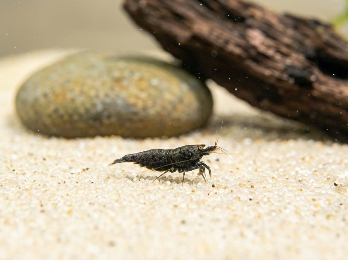 Purple Metallic OE (Orange Eyes) - Caridina sp. von Finn & Reef