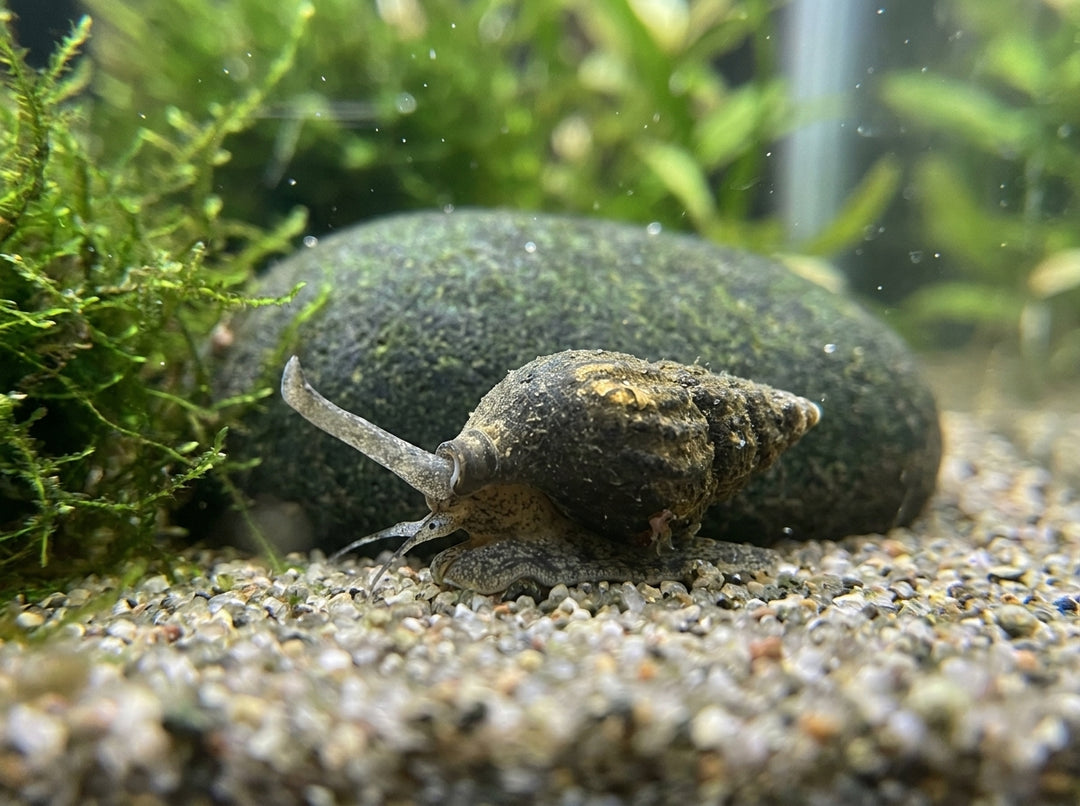 Raubturmdeckelschnecke (Anentome helena) von Finn &amp; Reef