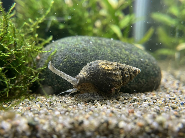 Raubturmdeckelschnecke (Anentome helena) von Finn &amp; Reef