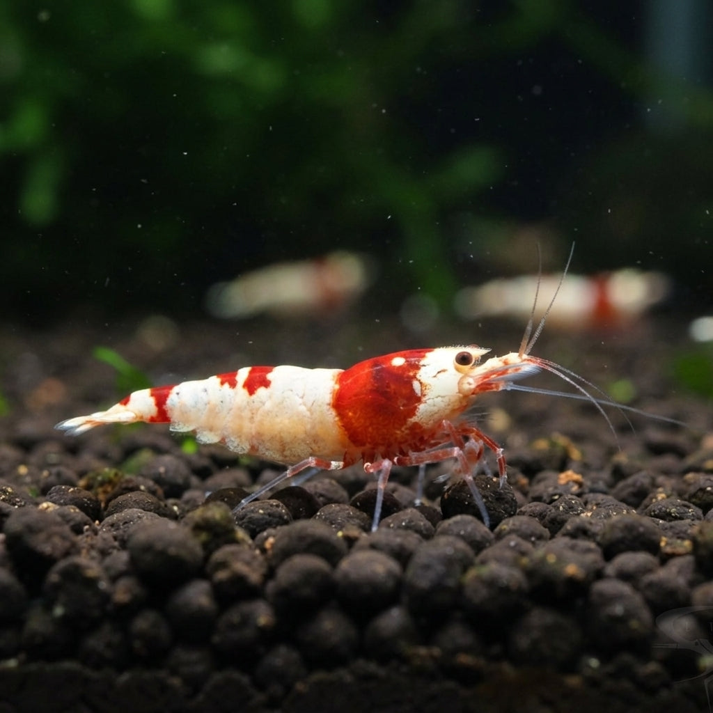 Red Bee, Rote Bienengarnele - Caridina logemanni (DNZ) von Finn & Reef