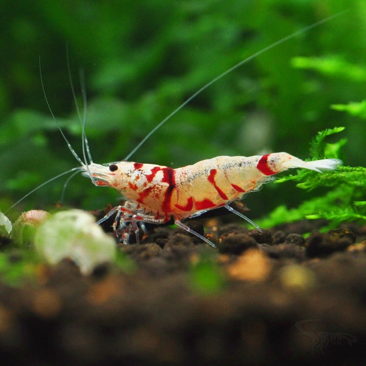 Red Fancy Tiger Garnele - Caridina sp. (DNZ) von Finn &amp; Reef