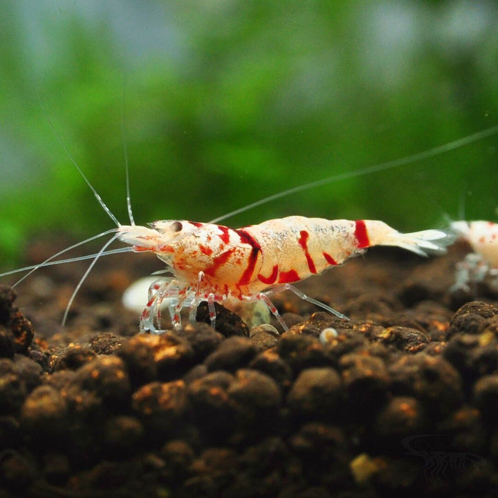 Red Fancy Tiger Garnele - Caridina sp. (DNZ) von Finn &amp; Reef
