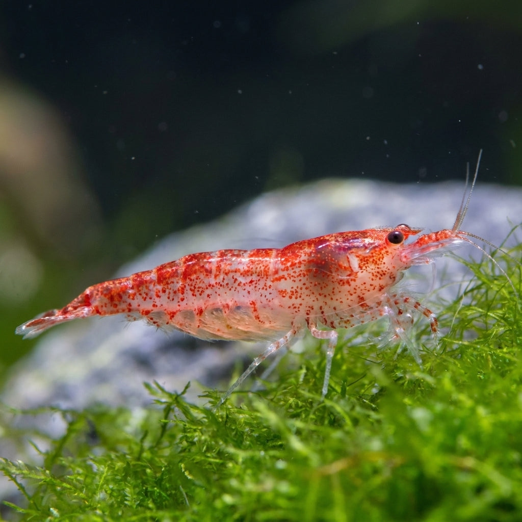 Red Fire Garnele (Neocaridina davidi) von Finn & Reef