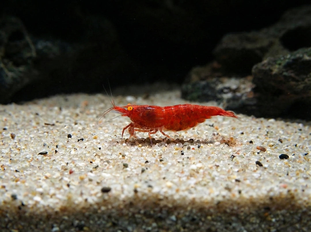 Red Fire Garnele OE (Orange Eyes) – Neocaridina davidi (DNZ) von Finn &amp; Reef