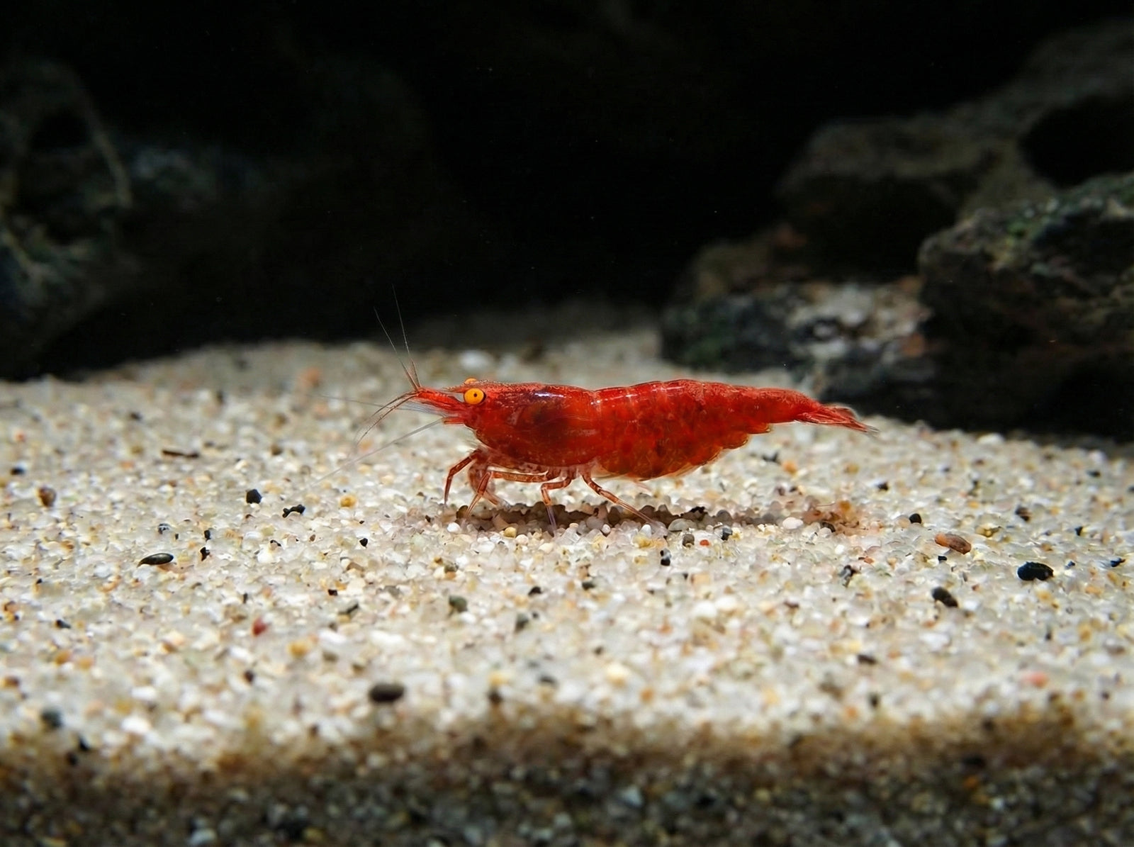 Red Fire Garnele OE (Orange Eyes) – Neocaridina davidi (DNZ) von Finn & Reef