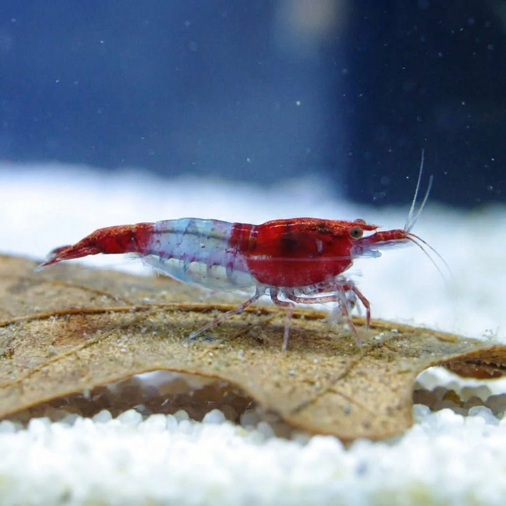 Red Rili Garnele – Neocaridina davidi (Nachzucht) von Finn &amp; Reef