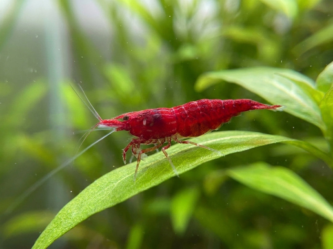 Red Sakura Garnele - Neocaridina davidi (DNZ) von Finn &amp; Reef