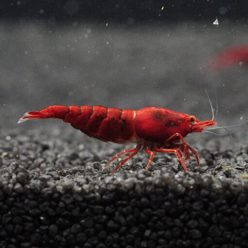 Red Sakura OE (Orange Eyes) Garnele  - Neocaridina davidi (DNZ) von Finn & Reef