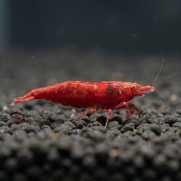 Red Sakura OE (Orange Eyes) Garnele  - Neocaridina davidi (DNZ) von Finn &amp; Reef