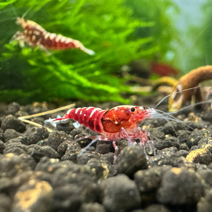Red Zebra Pinto - Caridina sp. (DNZ) von Finn & Reef