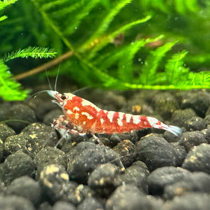 Red Zebra Pinto - Caridina sp. (DNZ) von Finn &amp; Reef