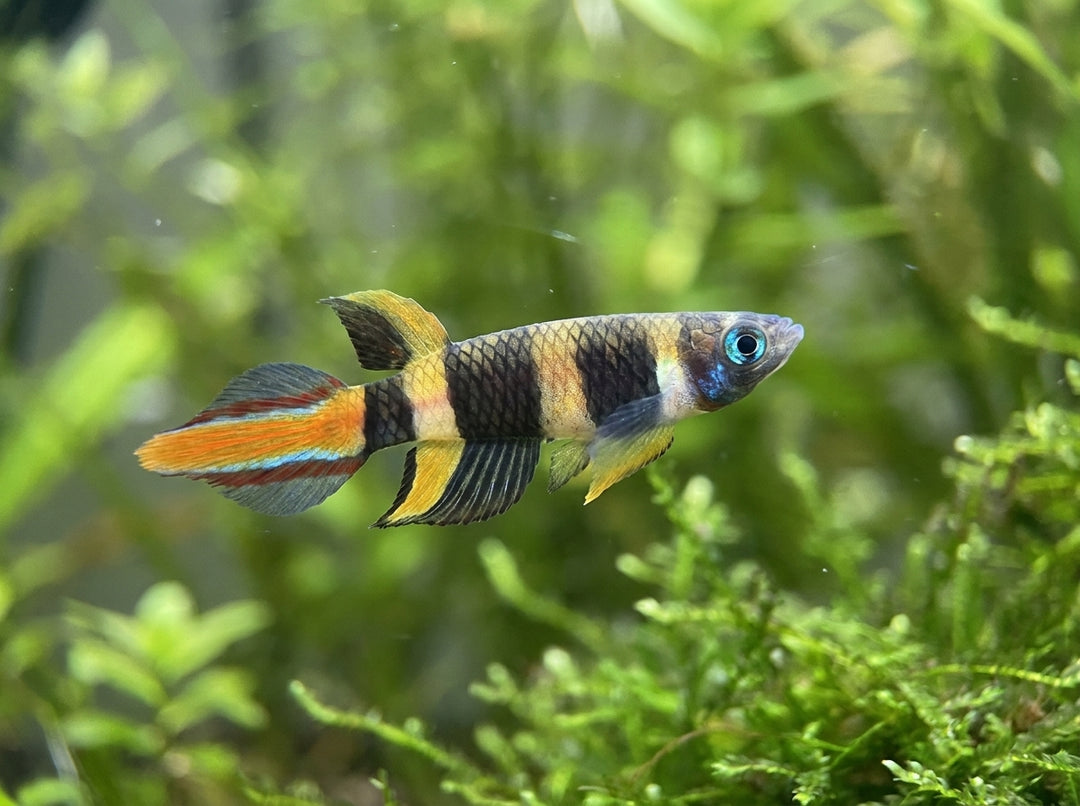 Ringelhechtling (Pseudepiplatys annulatus) von Finn &amp; Reef