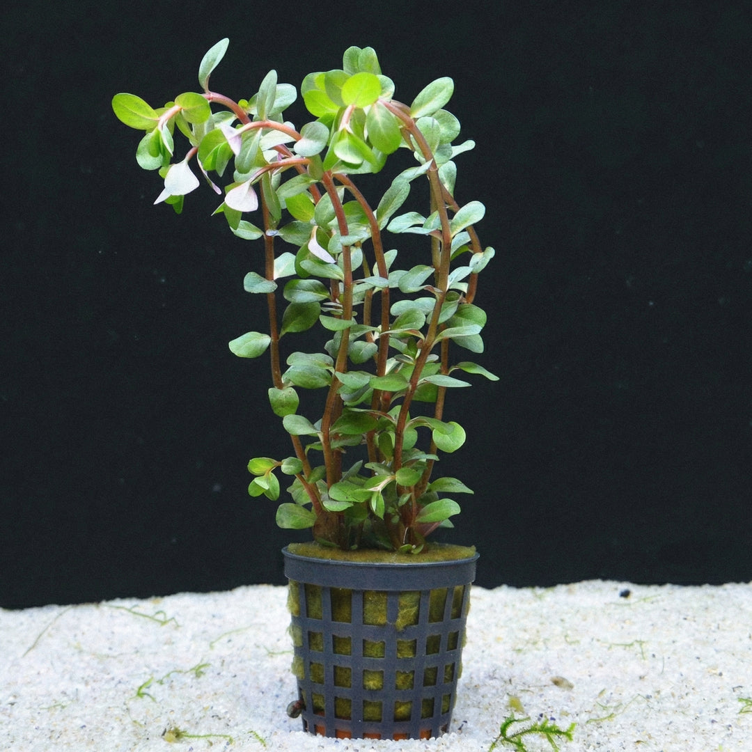 Rotala rotundifolia - im Töpfchen von Finn &amp; Reef
