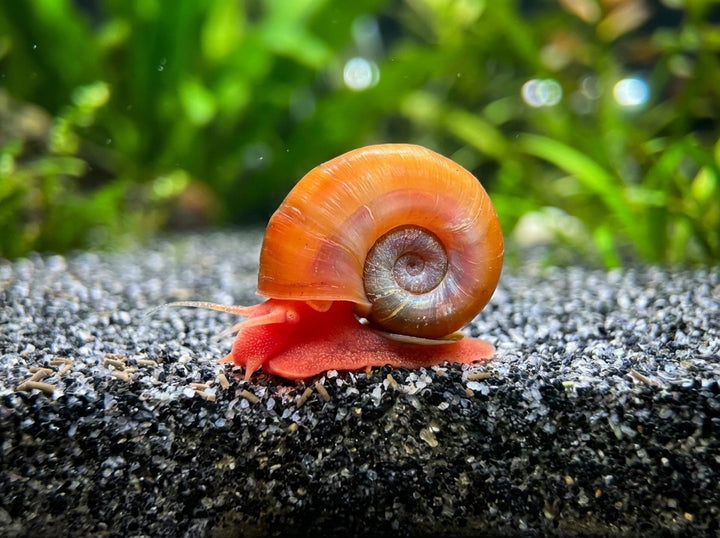Rote Posthornschnecke - Planorbella duryi von Finn &amp; Reef