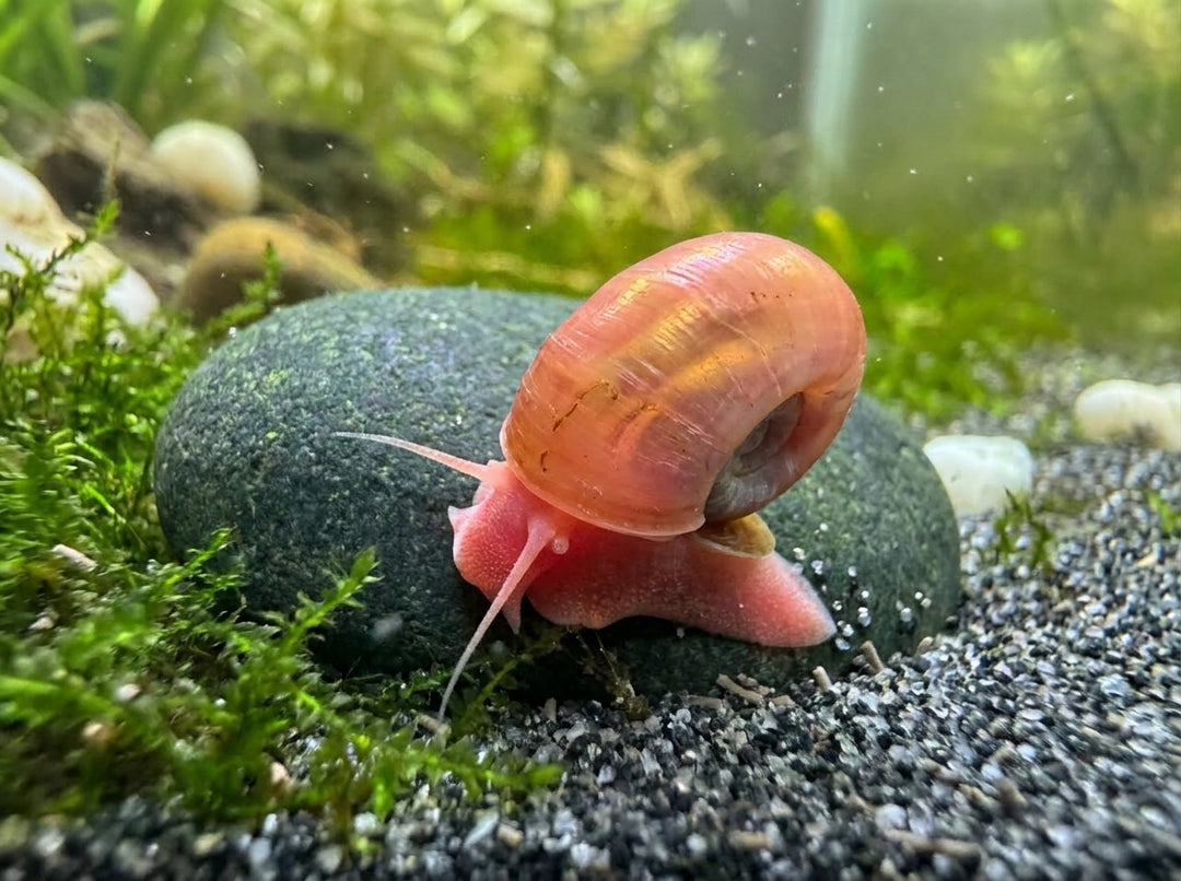 Rote Posthornschnecke - Planorbella duryi von Finn &amp; Reef