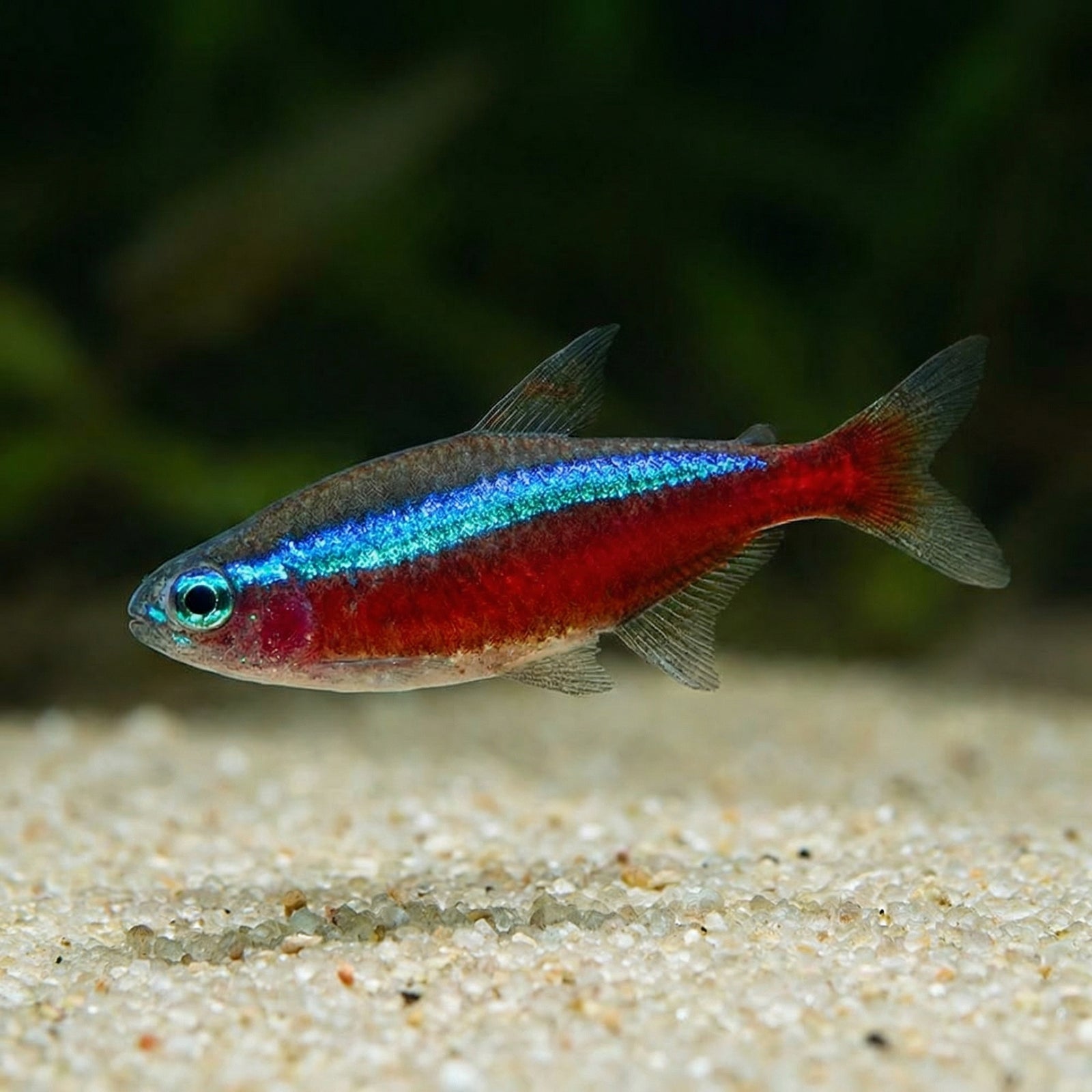 Roter Neon (Paracheirodon axelrodi) von Finn & Reef
