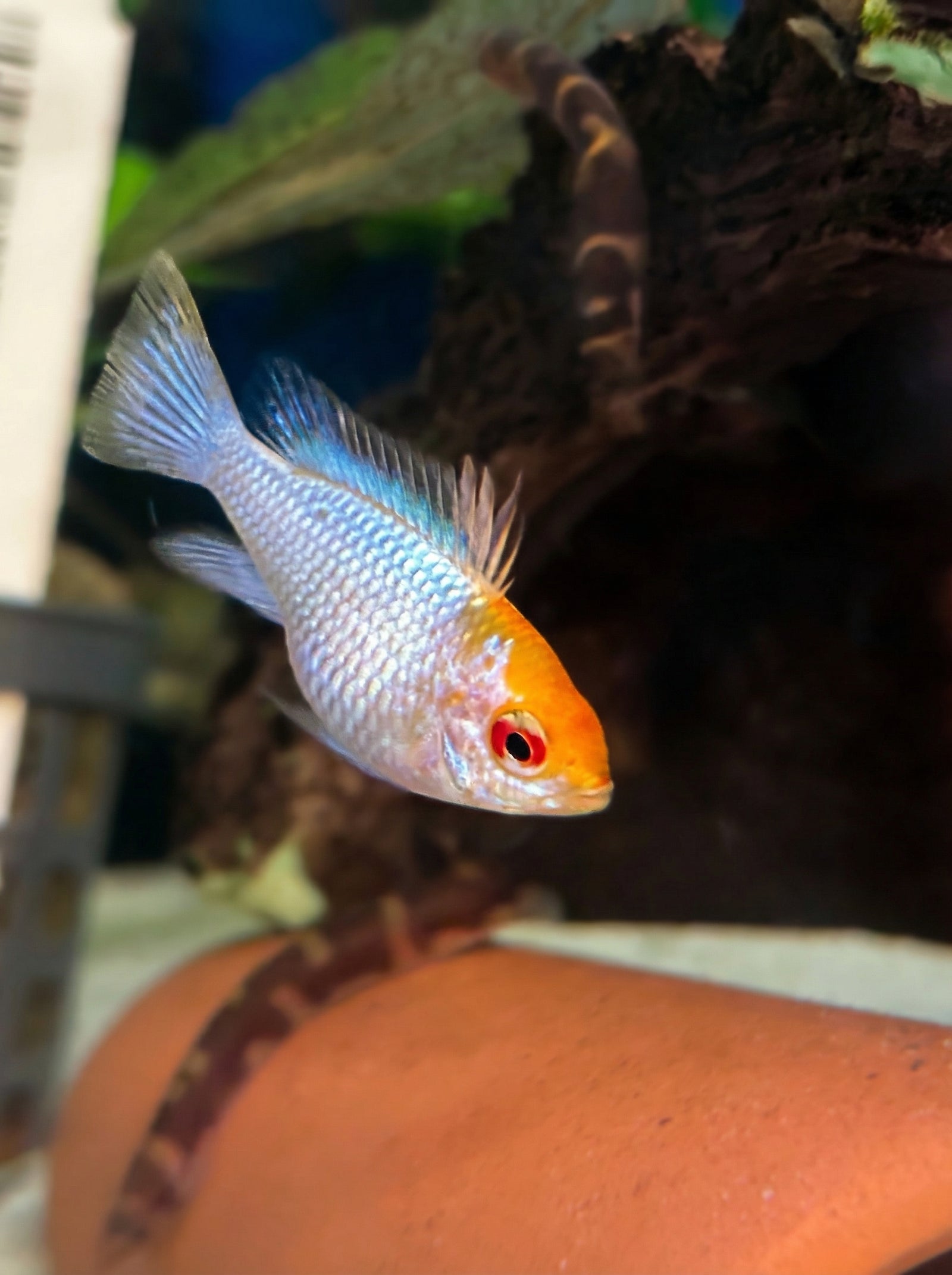 Blue-Punk-Schmetterlingsbuntbarsch (Mikrogeophagus ramirezi) von Finn & Reef
