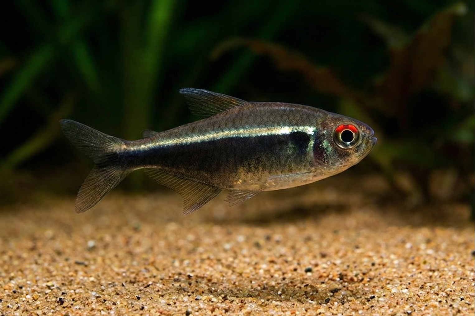 Schwarzer Neon (Hyphessobrycon herbertaxelrodi) von Finn & Reef