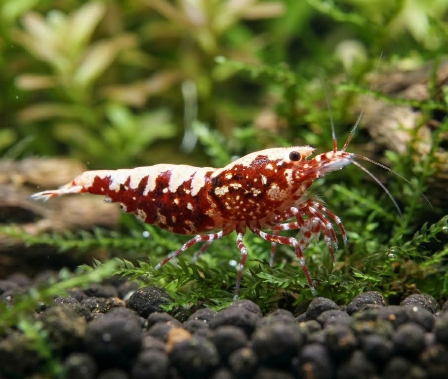 Skyfish Red Boa - Caridina sp. von Finn &amp; Reef