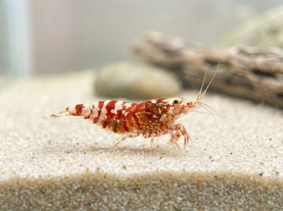 Skyfish Red Galaxy Fishbone - Caridina sp. von Finn &amp; Reef