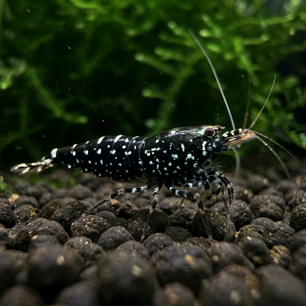 Sulawesi Galaxy / Trimaculata Garnele (Caridina sp.) von Finn & Reef